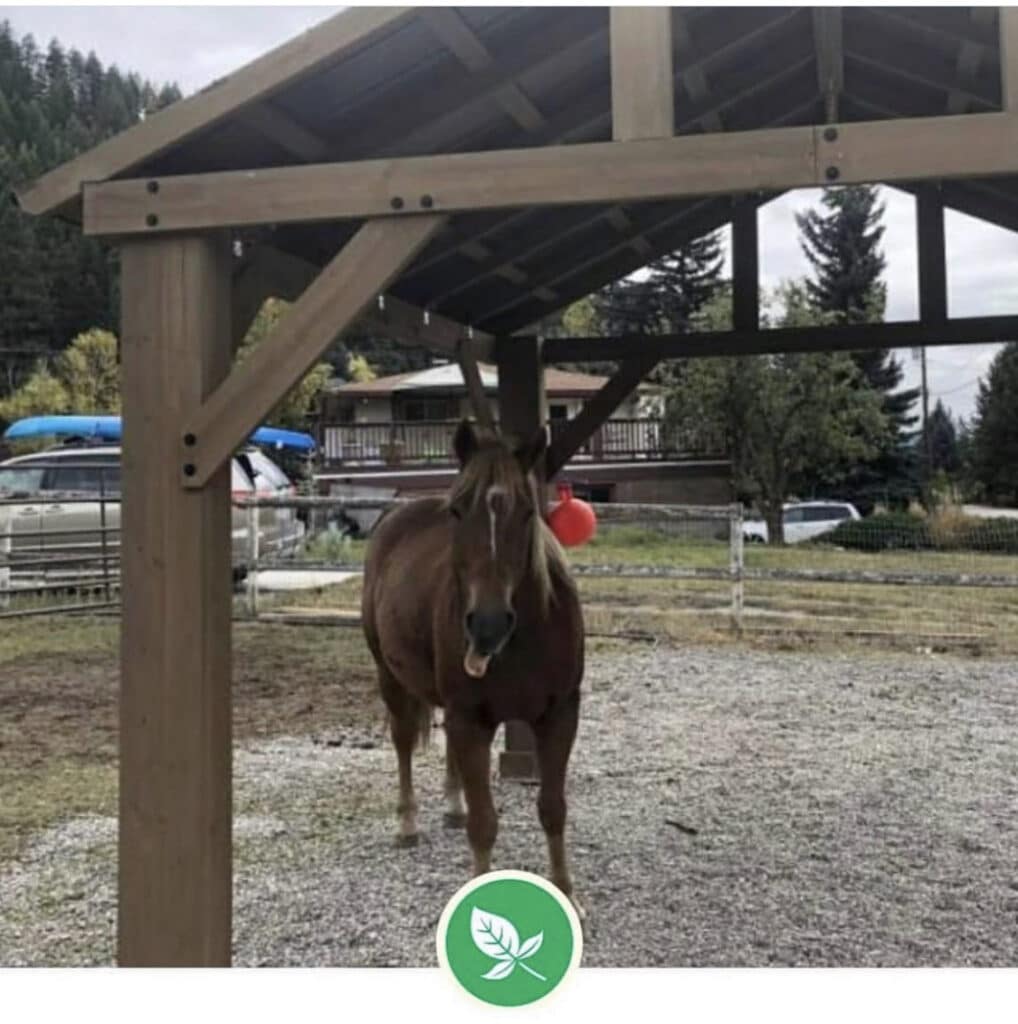 This image captures a brown horse standing under a simple, dark-stained Yardistry Gazebo wooden shelter or lean-to.

Key Details:
The Horse: The horse is facing the camera. It has a white blaze on its face and appears to be sticking its tongue out slightly, giving it a humorous or relaxed expression. A bright orange/red ball or hanging object is visible near its right shoulder, suspended from the shelter's roof structure.

The Shelter: The wooden structure consists of large cedar pre stained posts and an angled aluminium roof, providing shade or cover.

Background: The horse is standing on a ground covered with gravel or small stones. In the immediate background, there is a wire fence. Further back, there are trees, and a residential-style house with a deck is visible. To the left, a vehicle with a blue canoe strapped to its roof can be seen. The setting suggests a rural or semi-rural property on an overcast or cloudy day.

Foreground Overlay: A green circular logo with a leaf design is present in the centre of the bottom edge of the photo.