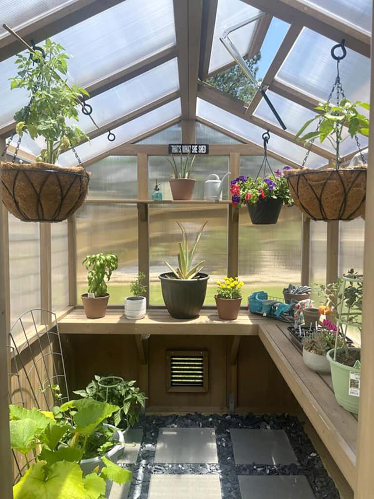 This image provides a sunny interior view of a small, well-organized wooden greenhouse, showcasing various plants and gardening supplies.

The structure features a sloped, translucent roof and walls, supported by light brown wooden framing. An upper roof vent is partially open, allowing for ventilation. The interior is brightly lit by natural sunlight.

The main staging area consists of wooden shelves and benching running along the back and right walls. On the back shelf, a variety of potted plants, including herbs like basil, a pineapple plant, and some small flowering plants, are displayed. A watering can and a decorative sign reading "THAT'S WHAT SHE SHED" are also visible on the upper shelf.

Hanging from the rafters are two large coconut coir hanging baskets, each holding tall, leafy plants, possibly tomatoes or peppers. To the right, the bench is being used for propagation and holding smaller trays and pots of seedlings.

The floor has a distinct design: a pathway of dark grey square pavers laid over a bed of small black pebbles or river stones, creating a neat and functional walking surface. In the bottom left corner, larger plants, likely vegetables like zucchini or squash, are growing directly in a container or in a dedicated floor bed area. The overall impression is a productive, cozy, and beautifully maintained space dedicated to nurturing young plants.